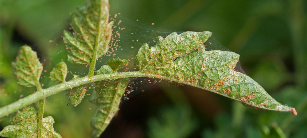 家庭菜園でのハダニ害虫駆除と予防：その特徴と効果的な方法を解説する究極ガイド