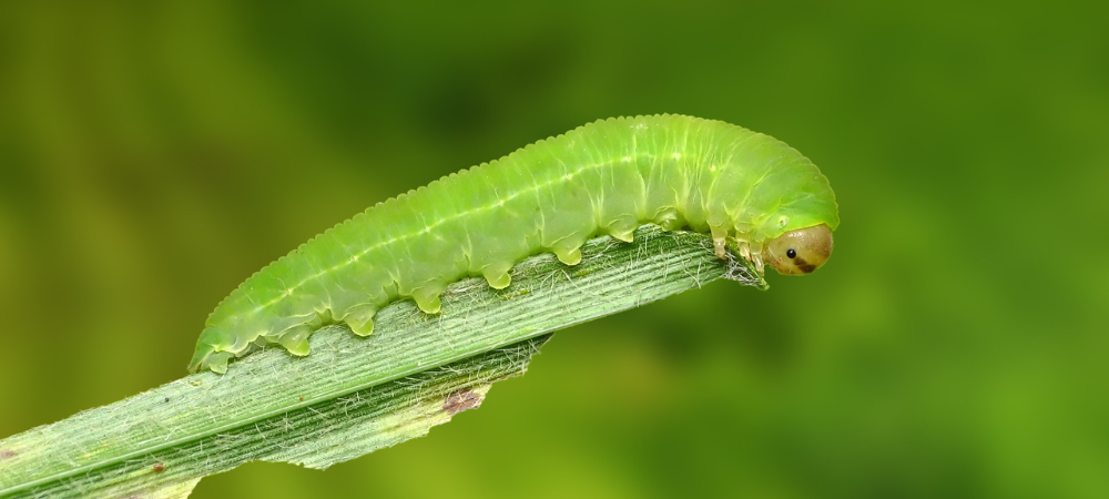 家庭菜園でのアオムシ害虫被害を撃退！予防・防除対策の完全ガイドと解説