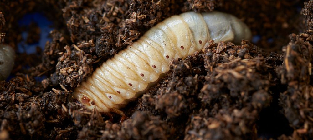 家庭菜園で遭遇する害虫ネキリムシ: 特徴、防除・予防対策の詳細解説