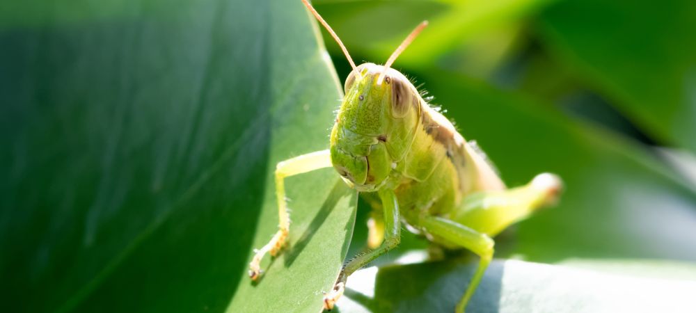 家庭菜園での害虫対策：バッタ類の特徴、被害、そして防除・予防方法の完全ガイド