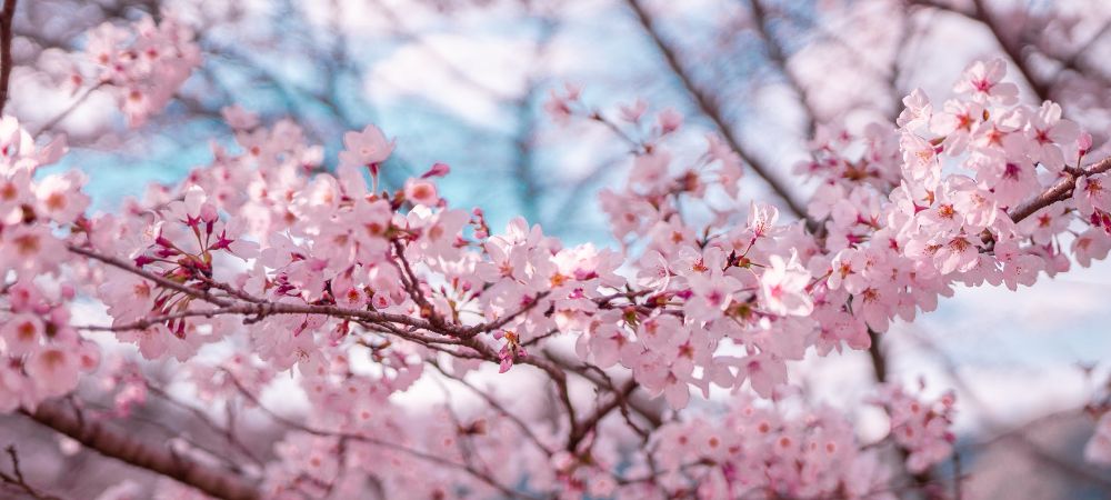 春の花言葉ガイド：心に響く代表的な花々とその意味【春の花5選】