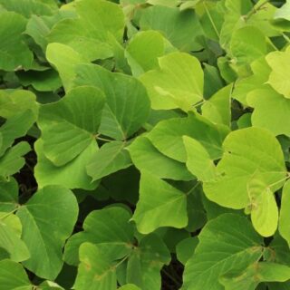 ツルが厄介な雑草クズを解説！特徴や駆除方法をご紹介 - ベジナビ